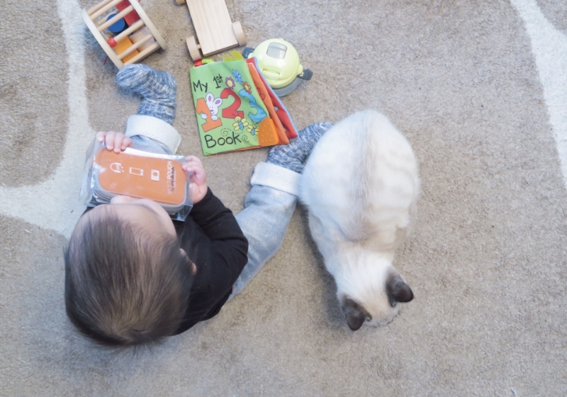 子どもとペットの居場所づくり 程よく触れ合える猫ちゃんの遊び場イメージ